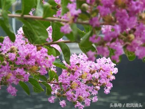 紫薇樹種植